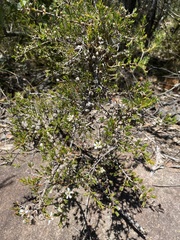 Leptospermum arachnoides