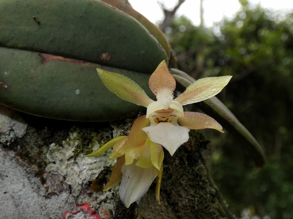 Trichocentrum capistratum