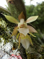 Trichocentrum capistratum