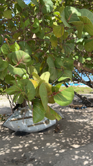 Coccoloba uvifera