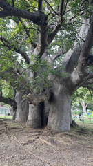 Adansonia digitata
