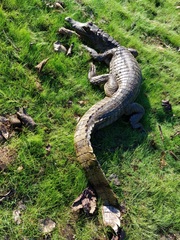 Caiman crocodilus crocodilus