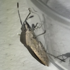 Catorhintha texana