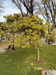 Ginkgo biloba