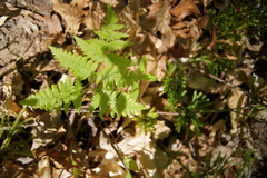Pteridium latiusculum latiusculum