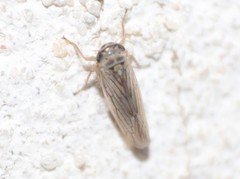 Exitianus obscurinervis