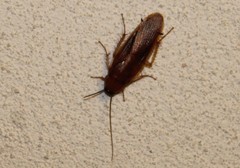 Ischnoptera