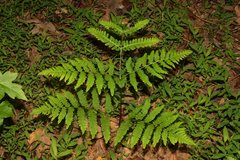 Pteridium latiusculum latiusculum