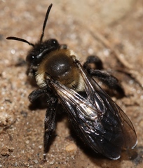 Andrena regularis