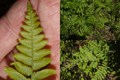 Pteridium latiusculum latiusculum