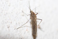 Aedes albifasciatus
