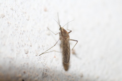 Aedes albifasciatus