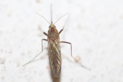 Aedes albifasciatus