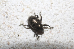 Chalcodermus