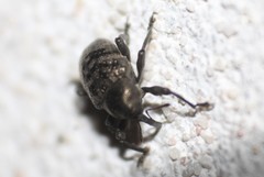 Chalcodermus