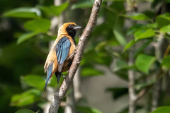 Stilpnia cayana