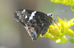 Codatractus arizonensis