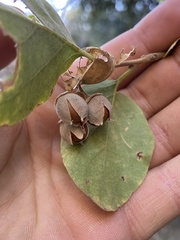 Styracaceae
