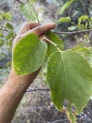 Styracaceae