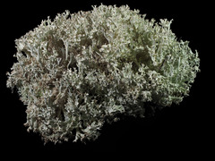 Cladonia boryi