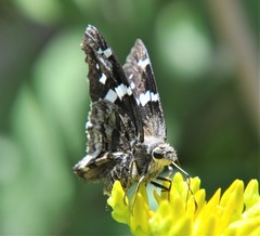 Codatractus arizonensis