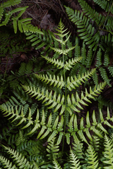 Pteridium latiusculum latiusculum