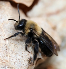 Andrena regularis