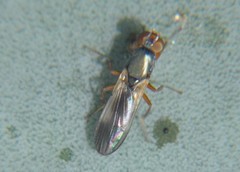 Stenomyia
