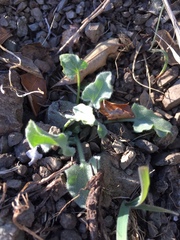 Calystegia malacophylla pedicellata