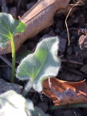 Calystegia malacophylla pedicellata
