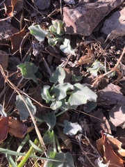 Calystegia malacophylla pedicellata