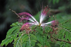 Calliandra parvifolia
