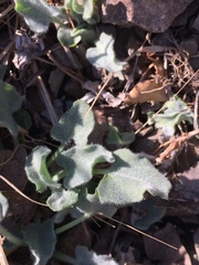Calystegia malacophylla pedicellata