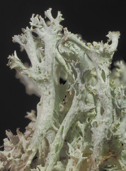 Cladonia boryi