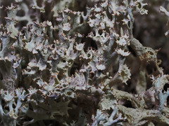 Cladonia boryi