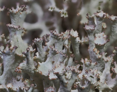 Cladonia boryi