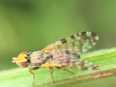 Campiglossa sororcula