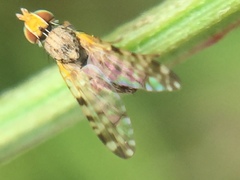 Campiglossa sororcula