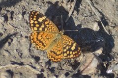 Phystis simois variegata