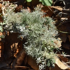 Usnea subgracilis