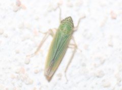 Syncharina argentina