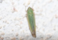 Syncharina argentina