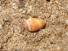 Olivancillaria urceus