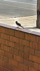 Rhipidura leucophrys