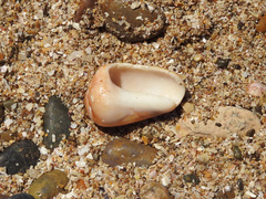 Olivancillaria urceus