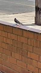 Rhipidura leucophrys