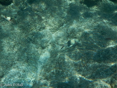 Parupeneus insularis