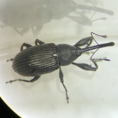 Anthonomus albopilosus