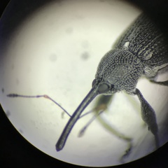 Anthonomus albopilosus