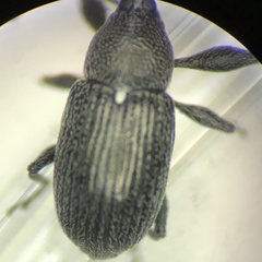 Anthonomus albopilosus